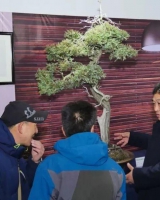 漢風起兮 徐州首屆盆景、賞石藝術展